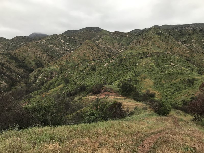 Looking up the mountain at the top of Wills Canyon Trail
