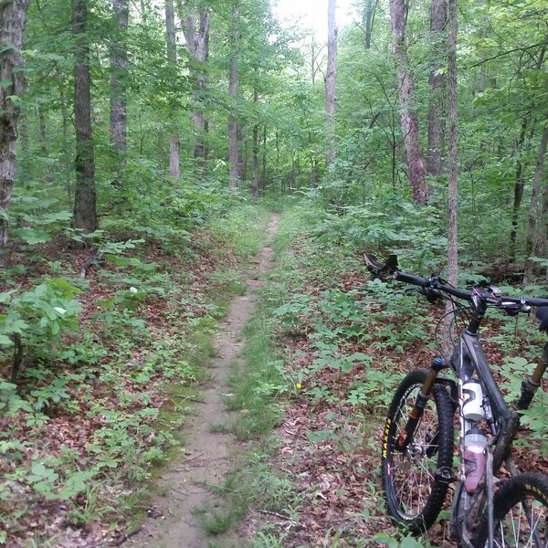 Much of the trail is beginner friendly.