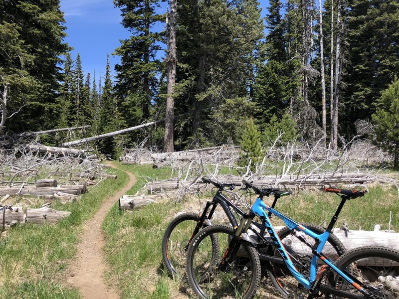 Eight Mile Loop Trail #496