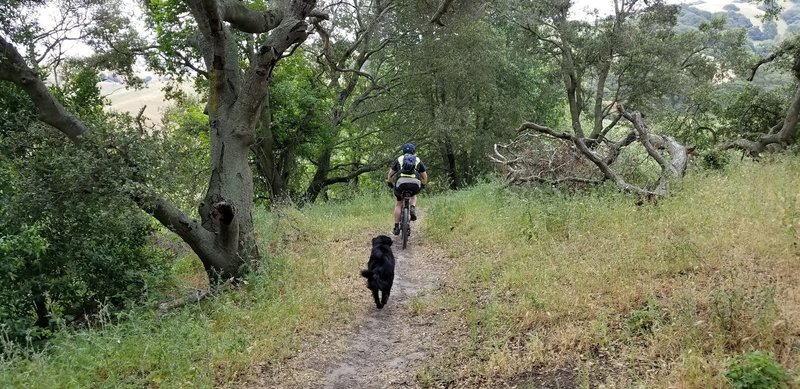 Woodrat Trail