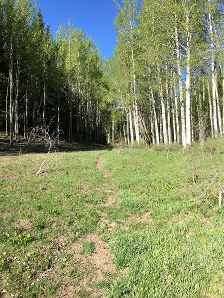 This is where you’ll find the trail after crossing the meadow.