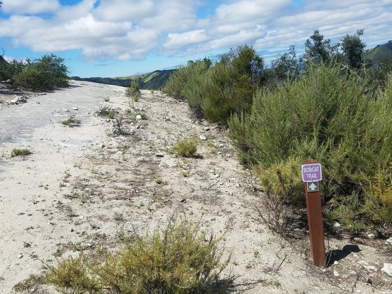 Looking down Bobcat Trail from High Ridge Fire Road