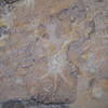 Horned lizard petroglyph