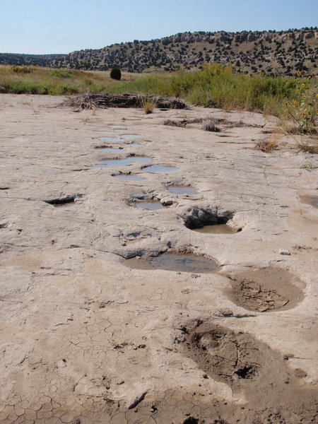 Dinosaur tracks along Purgatory River