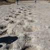 Apatosaurus herd tracks