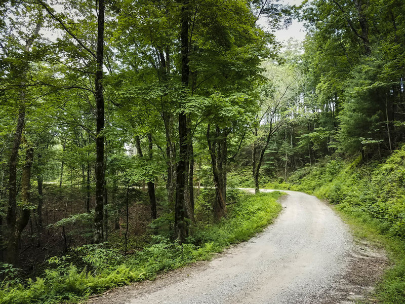 Serene forest road in the Upper Chattahoochee Rivershed