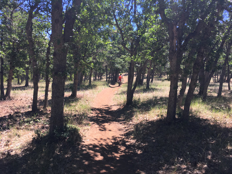 Kid's Trail
