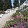 Some nice Penstemon on the Incline Flume