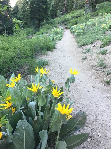 Mules Ear Sunflowers near Mt. Rose Highway