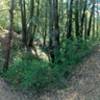 Forest in El Corte de Madera Creek Preserve.