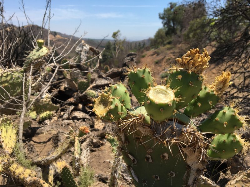 Peters Canyon