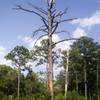 Tall Pine, Woodpecker habitat