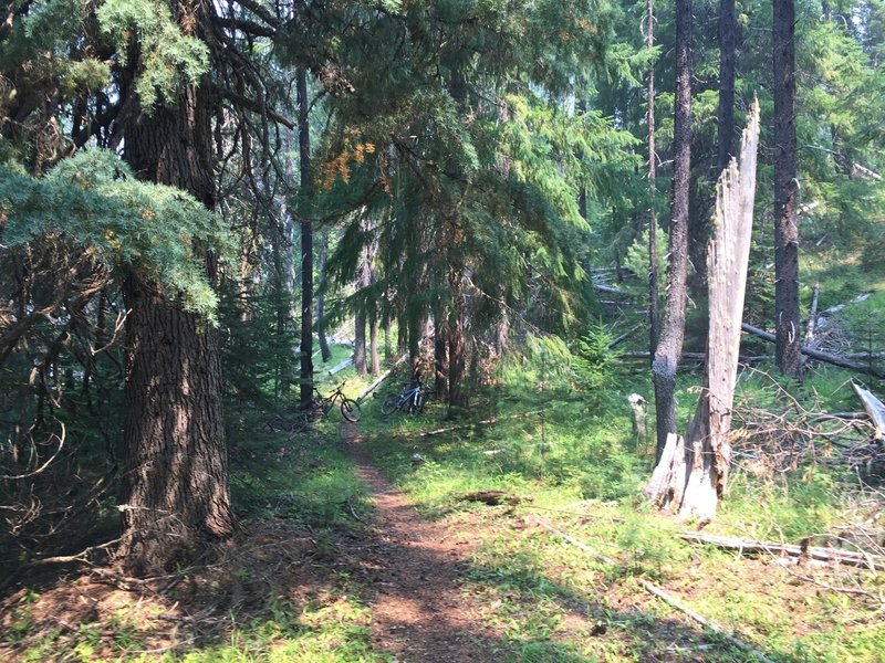Lemolo Lake Trail #1476