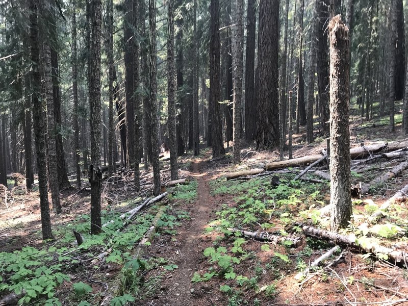 North Umpqua Trail as part of the Lake Lemola Loop