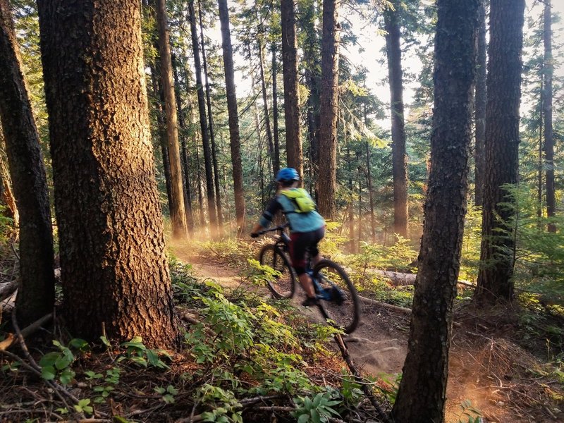 Trail 290 (The Goods)