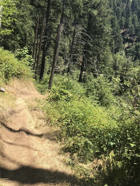 North Fork #3666 (Segment 1)