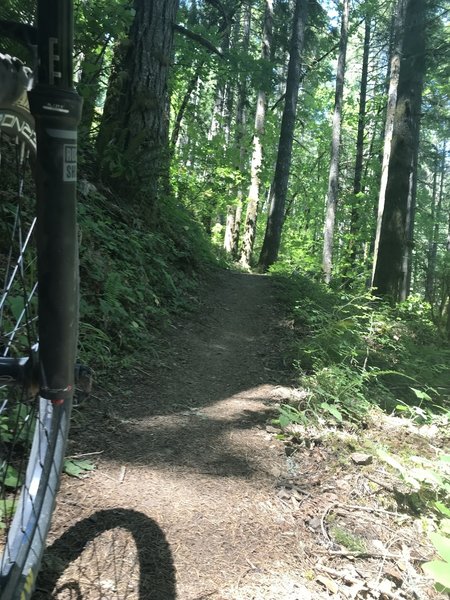 Old growth forest just over the little hill