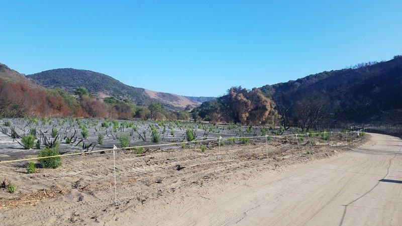 Greenshoots after the fire