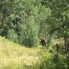 Bull Moose on the trail!