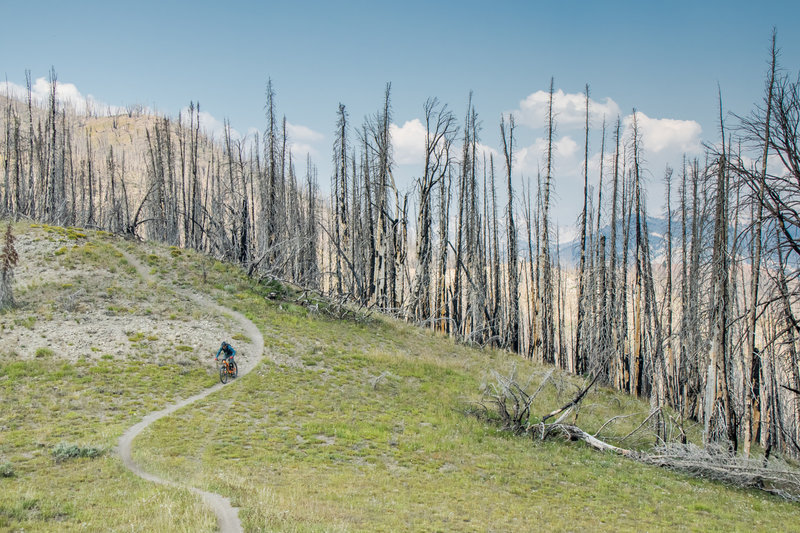 Adams Gulch Mountain Bike Trail, Sun Valley, Idaho