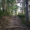 There's a few rooty hills in this area, take your time and you'll survive