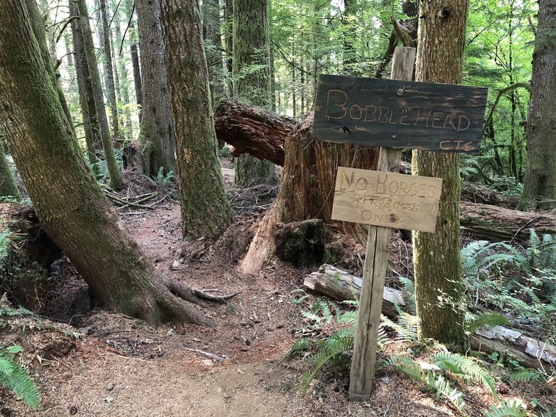 Bobblehead Mountain Bike Trail, Lyons, Oregon