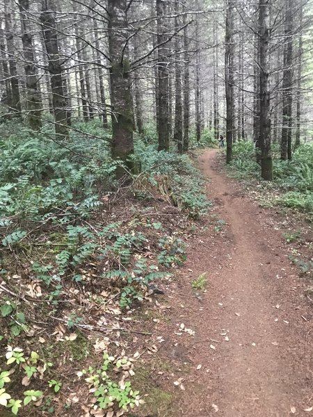 In the trees on Lost Valley trail. The majority of the trail is through treed areas like this, with some clear cuts and a little bit of road thrown in.