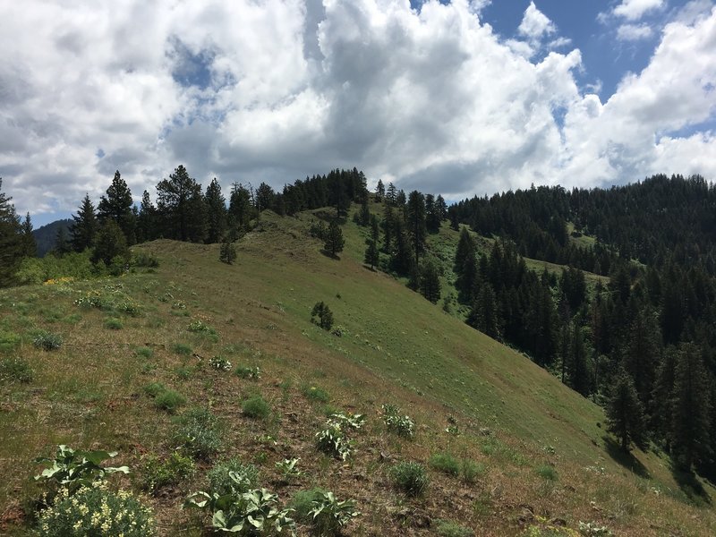 Tiger Ridge Trail #3224