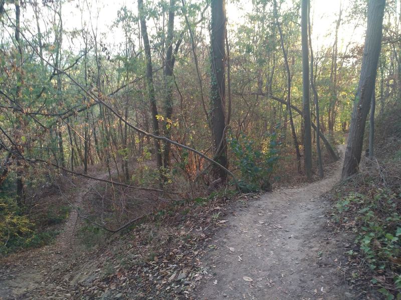 A flowy section of the trail.