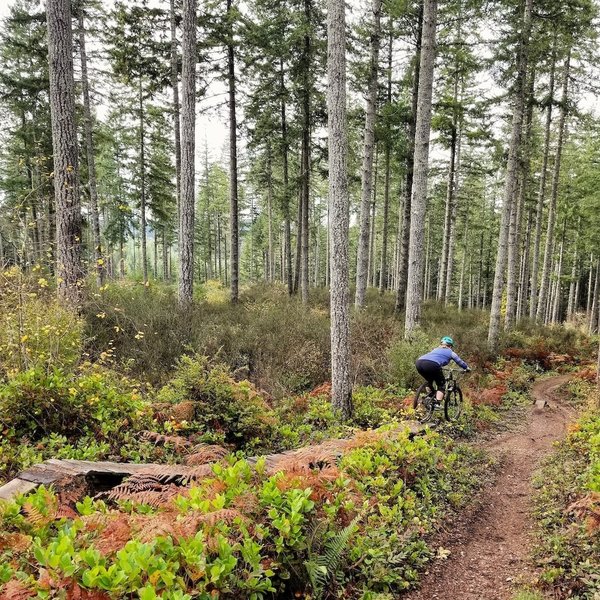 Ticket to Ride Mountain Bike Trail, Burley, Washington
