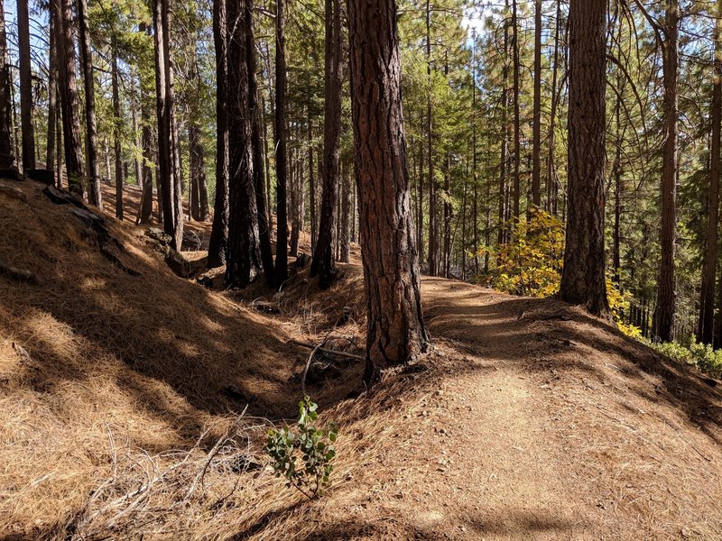 Pioneer Trail