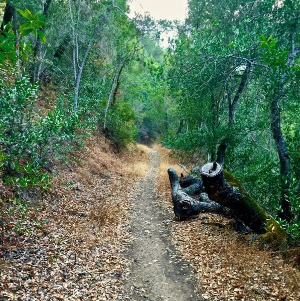 Lower Grizzly Gulch.