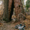 Trail through a tree.