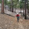 Continuously excellent singletrack.