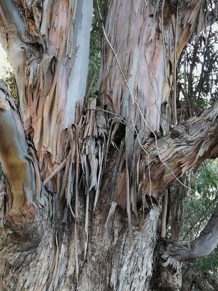 Eucalyptus shedding