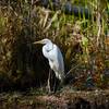 One of many Herons and Egrets that live in the preserve