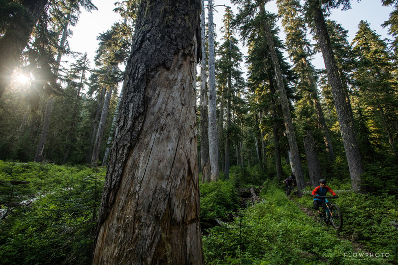 Kachess Ridge Trail #1315