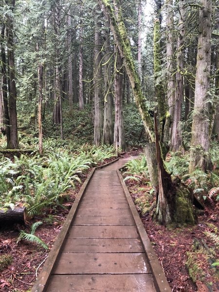 Bridge along the Grand Ridge Trail.