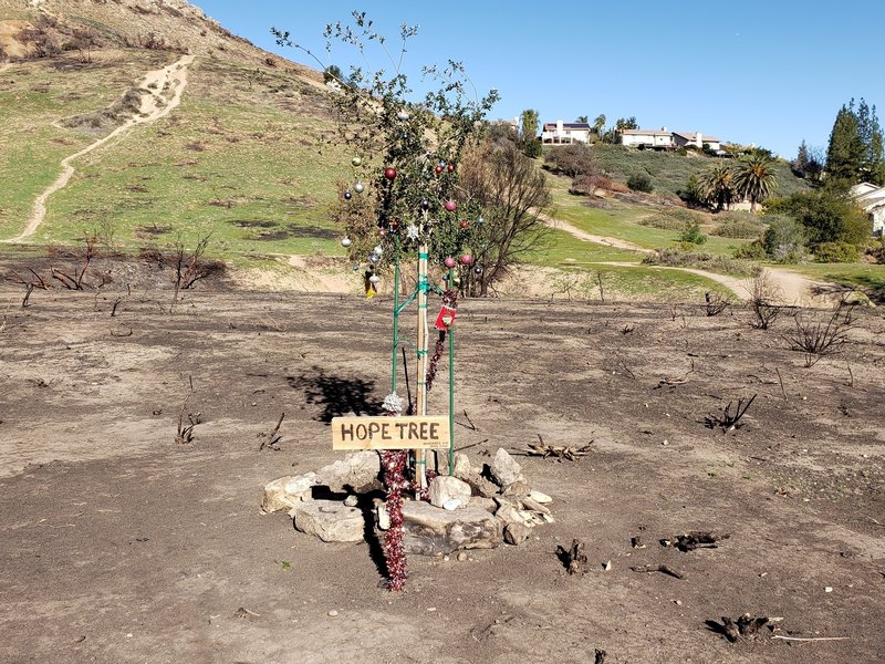 Hope tree at the start of the trail.