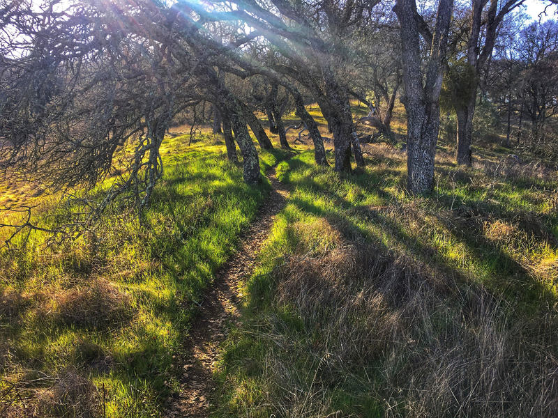Willson Peak trail during the rainy season with trees ...