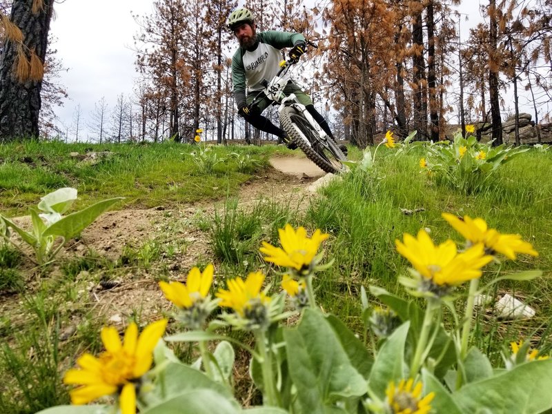 Balsamroot on Simple Tools
