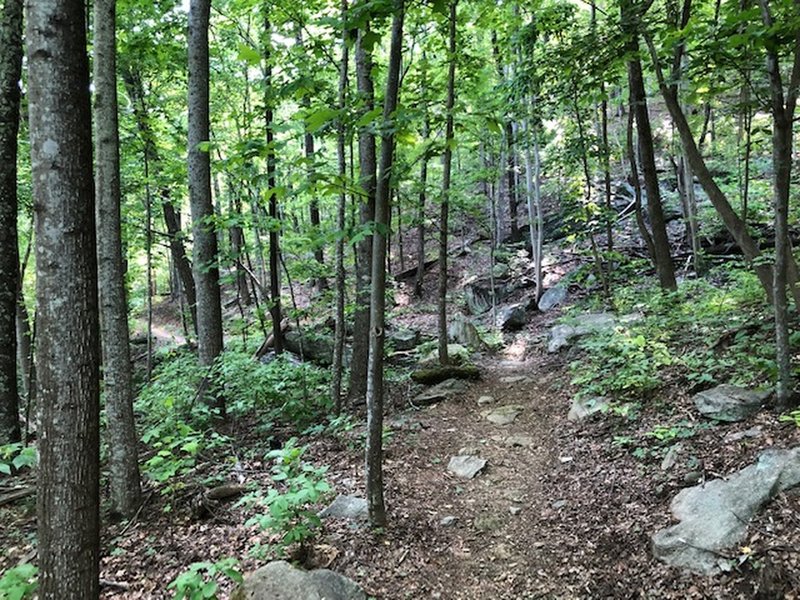 Looking down Weed Patch trail from the HHT junction