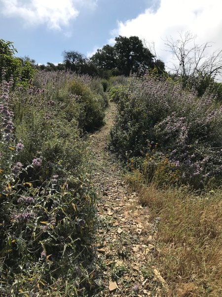 Looking up the middle section of the Topanga-Calabasas Connector trail.