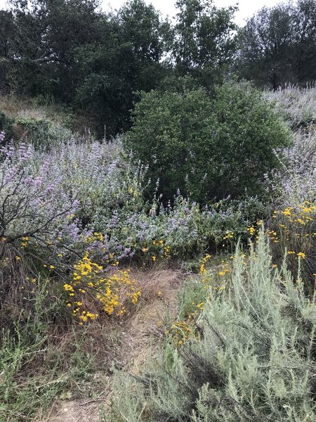 Topanga-Calabasas Connector