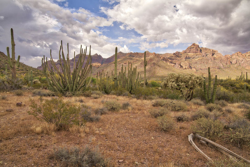 Organ Pipe Cacti and the Ajo Mountain Range