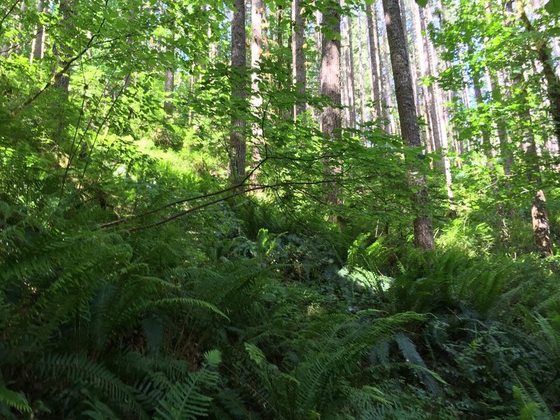 4x4 Trail