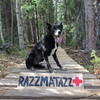 This trail is named 'Razzmatazz' in honor of Grand County Search and Rescue Dog 'Taz,' who passed away December 2018. You forever left a paw print on our hearts!