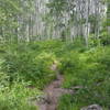 Williams Trail