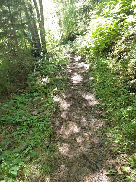 Singletrack trail.
