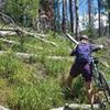 One of many downed timber crossings on the Overlook Trail (#1190).